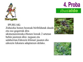 IPURUAK: Zuhaizka honen hostoak biribildutak daude eta oso gogorrak dira ukimenarentzako.Honen loreak 2 urtetan behin jaiotzen dira: neguan eta udaberrian.Edozein klimari jasaten dio edozein lekutara adaptatzen delako. 4. Proba 