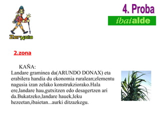 2.zona KAÑA: Landare graminea da(ARUNDO DONAX) eta erabilera handia du ekonomia ruralean;elementu nagusia izan zelako konstrukziorako.Hala ere,landare hau,gutxitzen edo desagertzen ari da.Bukatzeko,landare hauek,leku hezeetan,ibaietan...aurki ditzazkegu. 4. Proba 