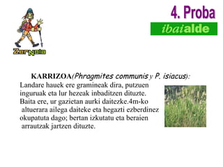 KARRIZOA ( Phragmites communis  y  P. isiacus ): Landare hauek ere gramineak dira, putzuen  inguruak eta lur hezeak inbaditzen dituzte.  Baita ere, ur gazietan aurki daitezke.4m-ko altuerara ailega daiteke eta hegazti ezberdinez  okupatuta dago; bertan izkutatu eta beraien arrautzak jartzen dituzte. 4. Proba 