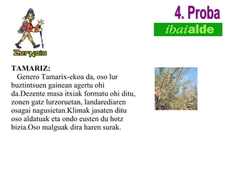 TAMARIZ: Genero Tamarix-ekoa da, oso lur buztintsuen gainean agertu ohi da.Dezente masa itxiak formatu ohi ditu, zonen gatz lurzoruetan, landarediaren osagai nagusietan.Klimak jasaten ditu oso aldatuak eta ondo eusten du hotz bizia.Oso malguak dira haren surak. 4. Proba 
