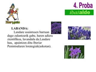 LABANDA: Landare usaintsuen barruan dago zalantzarik gabe, haren adiera zientifikoa, lavandula da.Landare hau,  apaintzen ditu Iberiar Penintsularen lorategiak(askotan). 4. Proba 