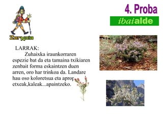 LARRAK: Zuhaixka iraunkorraren espezie bat da eta tamaina txikiaren zenbait forma eskaintzen duen arren, oro har trinkoa da. Landare hau oso koloretsua eta aproposa da etxeak,kaleak...apaintzeko. 4. Proba 