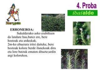ERROMEROA: Sukalderako asko erabiltzen da landare hau,batez ere, bere hostoak eta ardaxkak. 2m-ko altuerara iritsi daiteke, bere hostoak kolore berde ilunekoak dira eta lore batzuk ematen dituzte;urdin argi kolorekoa. 4. Proba 