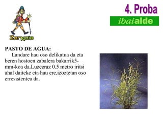 PASTO DE AGUA: Landare hau oso delikatua da eta beren hostoen zabalera bakarrik5-mm-koa da.Luzeeraz 0.5 metro iritsi ahal daiteke eta hau ere,izoztetan oso erresistentea da. 4. Proba 