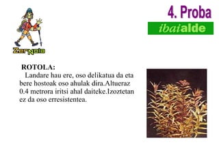 ROTOLA: Landare hau ere, oso delikatua da eta bere hostoak oso ahulak dira.Altueraz 0.4 metrora iritsi ahal daiteke.Izoztetan ez da oso erresistentea. 4. Proba 