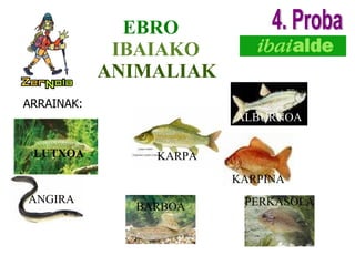 ARRAINAK:   LUTXOA KARPA KARPINA ALBURNOA BARBOA ANGIRA PERKASOLA EBRO  IBAIAKO   ANIMALIAK 4. Proba 