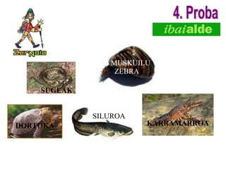 SUGEAK DORTOKA MUSKUILU  ZEBRA KARRAMARROA SILUROA 4. Proba 