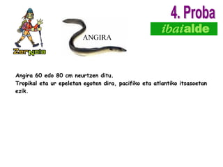 Angira 60 edo 80 cm neurtzen ditu. Tropikal eta ur epeletan egoten dira, pacifiko eta atlantiko itsasoetan ezik. ANGIRA 4. Proba 