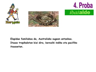 SUGEAK Elapidae familiakoa da, Australiako sugeen antzekoa. Itsaso tropikaletan bizi dira, bereziki indiko eta pacifiko itsasoetan. 4. Proba 
