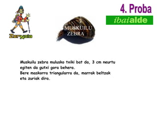 MUSKUILU  ZEBRA Muskuilu zebra mulusko txiki bat da, 3 cm neurtu egiten da gutxi gora behera. Bere maskorra triangularra da, marrak beltzak eta zuriak dira. 4. Proba 