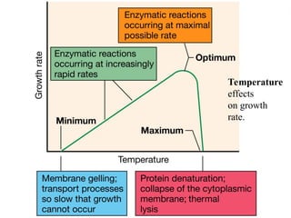 Factors Affecting Microbial Growth 13
Temperature
effects
on growth
rate.
 