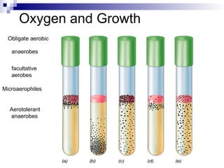 Factors Affecting Microbial Growth 19
Oxygen and Growth
Obligate aerobic
anaerobes
facultative
aerobes
Microaerophiles
Aerotolerant
anaerobes
 