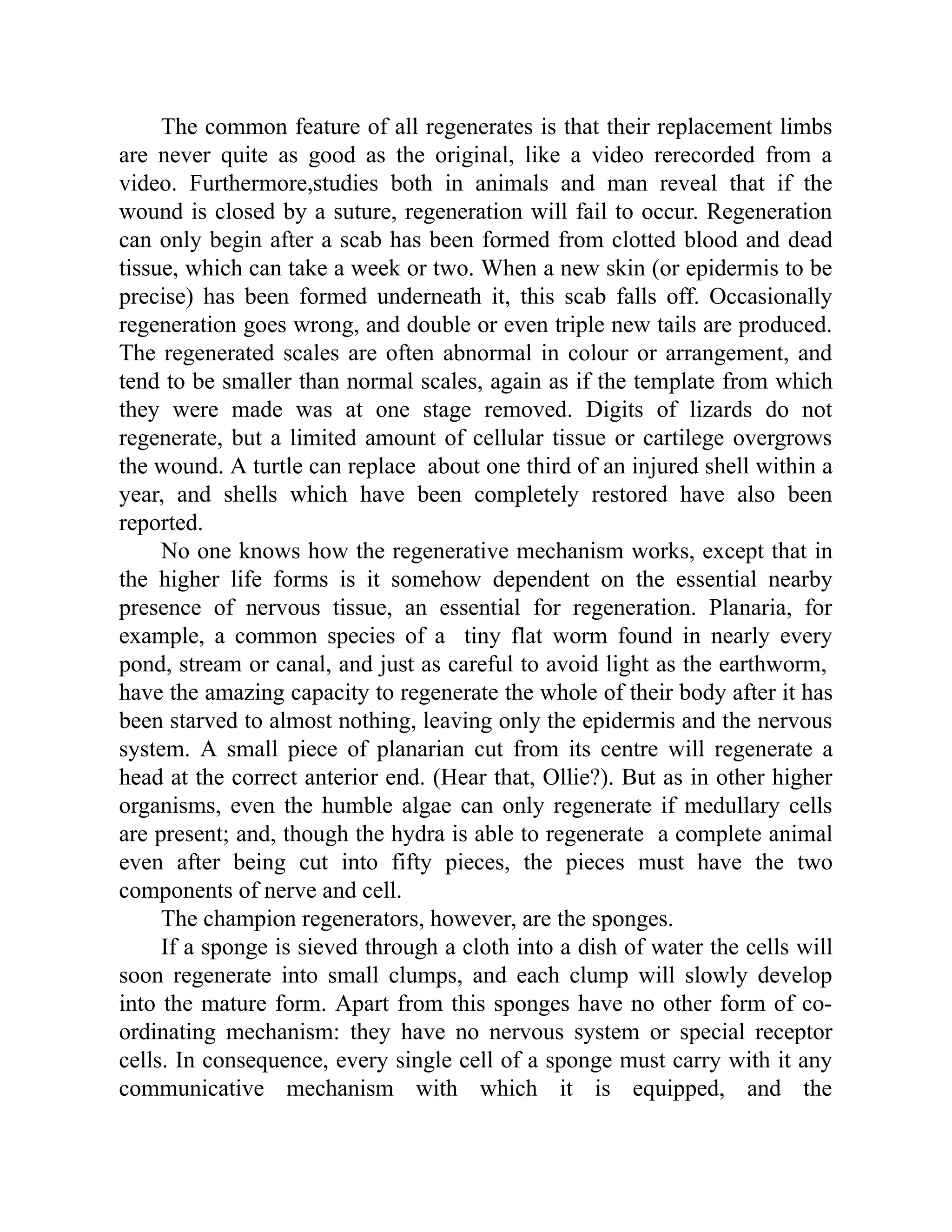 The common feature of all regenerates is that their replacement limbs
are never quite as good as the original, like a video rerecorded from a
video. Furthermore,studies both in animals and man reveal that if the
wound is closed by a suture, regeneration will fail to occur. Regeneration
can only begin after a scab has been formed from clotted blood and dead
tissue, which can take a week or two. When a new skin (or epidermis to be
precise) has been formed underneath it, this scab falls off. Occasionally
regeneration goes wrong, and double or even triple new tails are produced.
The regenerated scales are often abnormal in colour or arrangement, and
tend to be smaller than normal scales, again as if the template from which
they were made was at one stage removed. Digits of lizards do not
regenerate, but a limited amount of cellular tissue or cartilege overgrows
the wound. A turtle can replace about one third of an injured shell within a
year, and shells which have been completely restored have also been
reported.
No one knows how the regenerative mechanism works, except that in
the higher life forms is it somehow dependent on the essential nearby
presence of nervous tissue, an essential for regeneration. Planaria, for
example, a common species of a tiny flat worm found in nearly every
pond, stream or canal, and just as careful to avoid light as the earthworm,
have the amazing capacity to regenerate the whole of their body after it has
been starved to almost nothing, leaving only the epidermis and the nervous
system. A small piece of planarian cut from its centre will regenerate a
head at the correct anterior end. (Hear that, Ollie?). But as in other higher
organisms, even the humble algae can only regenerate if medullary cells
are present; and, though the hydra is able to regenerate a complete animal
even after being cut into fifty pieces, the pieces must have the two
components of nerve and cell.
The champion regenerators, however, are the sponges.
If a sponge is sieved through a cloth into a dish of water the cells will
soon regenerate into small clumps, and each clump will slowly develop
into the mature form. Apart from this sponges have no other form of co-
ordinating mechanism: they have no nervous system or special receptor
cells. In consequence, every single cell of a sponge must carry with it any
communicative mechanism with which it is equipped, and the
 