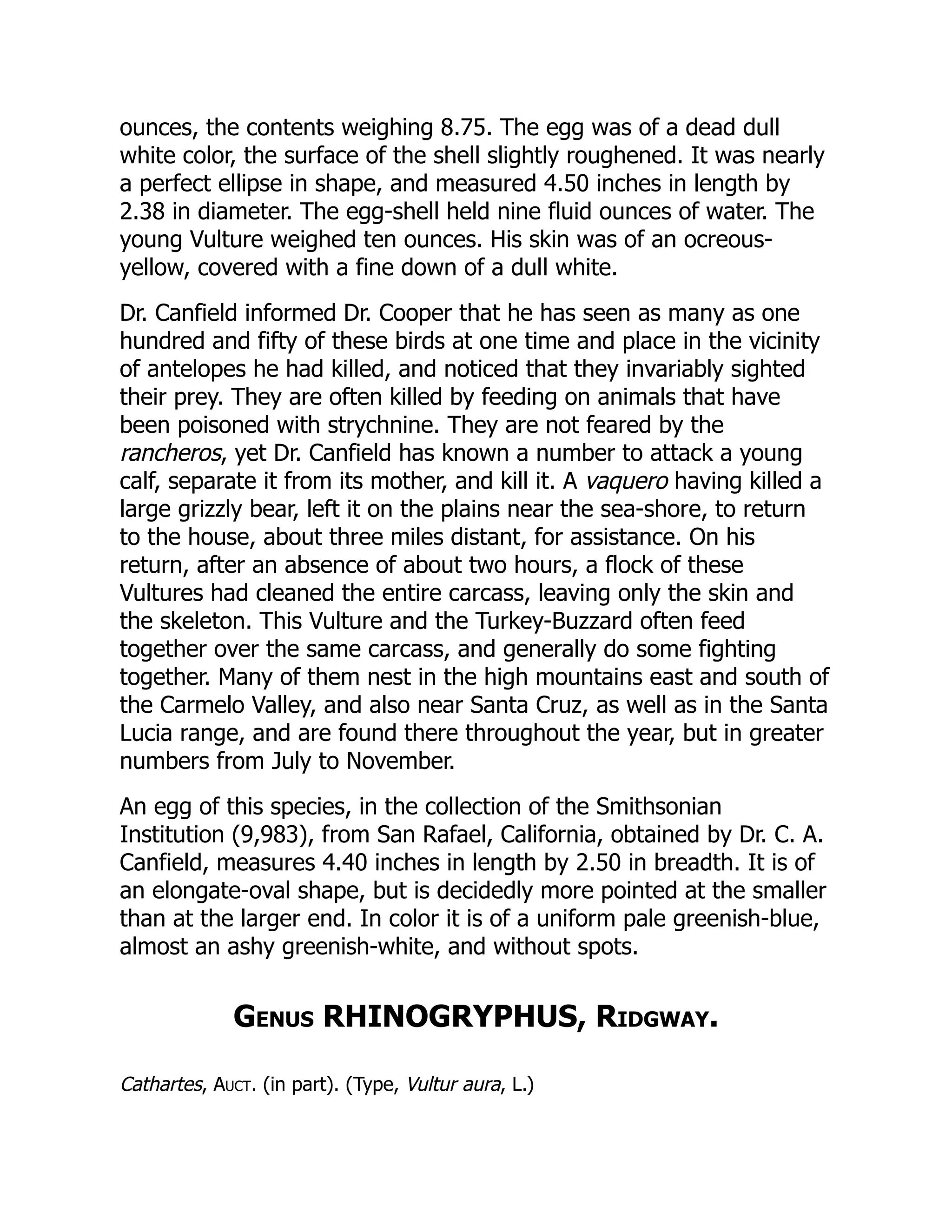 ounces, the contents weighing 8.75. The egg was of a dead dull
white color, the surface of the shell slightly roughened. It was nearly
a perfect ellipse in shape, and measured 4.50 inches in length by
2.38 in diameter. The egg-shell held nine fluid ounces of water. The
young Vulture weighed ten ounces. His skin was of an ocreous-
yellow, covered with a fine down of a dull white.
Dr. Canfield informed Dr. Cooper that he has seen as many as one
hundred and fifty of these birds at one time and place in the vicinity
of antelopes he had killed, and noticed that they invariably sighted
their prey. They are often killed by feeding on animals that have
been poisoned with strychnine. They are not feared by the
rancheros, yet Dr. Canfield has known a number to attack a young
calf, separate it from its mother, and kill it. A vaquero having killed a
large grizzly bear, left it on the plains near the sea-shore, to return
to the house, about three miles distant, for assistance. On his
return, after an absence of about two hours, a flock of these
Vultures had cleaned the entire carcass, leaving only the skin and
the skeleton. This Vulture and the Turkey-Buzzard often feed
together over the same carcass, and generally do some fighting
together. Many of them nest in the high mountains east and south of
the Carmelo Valley, and also near Santa Cruz, as well as in the Santa
Lucia range, and are found there throughout the year, but in greater
numbers from July to November.
An egg of this species, in the collection of the Smithsonian
Institution (9,983), from San Rafael, California, obtained by Dr. C. A.
Canfield, measures 4.40 inches in length by 2.50 in breadth. It is of
an elongate-oval shape, but is decidedly more pointed at the smaller
than at the larger end. In color it is of a uniform pale greenish-blue,
almost an ashy greenish-white, and without spots.
Genus RHINOGRYPHUS, Ridgway.
Cathartes, Auct. (in part). (Type, Vultur aura, L.)
 