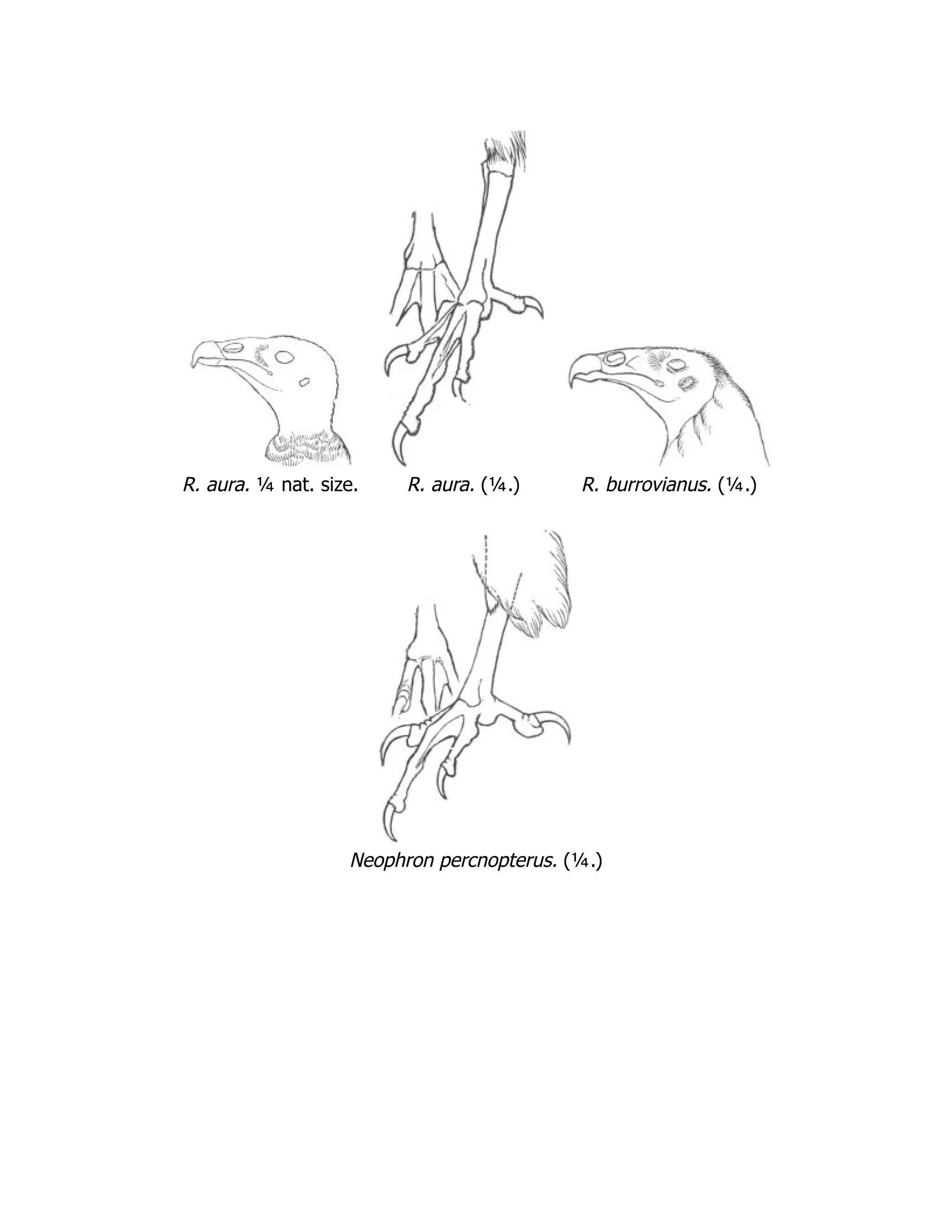 R. aura. ¼ nat. size. R. aura. (¼.) R. burrovianus. (¼.)
Neophron percnopterus. (¼.)
 