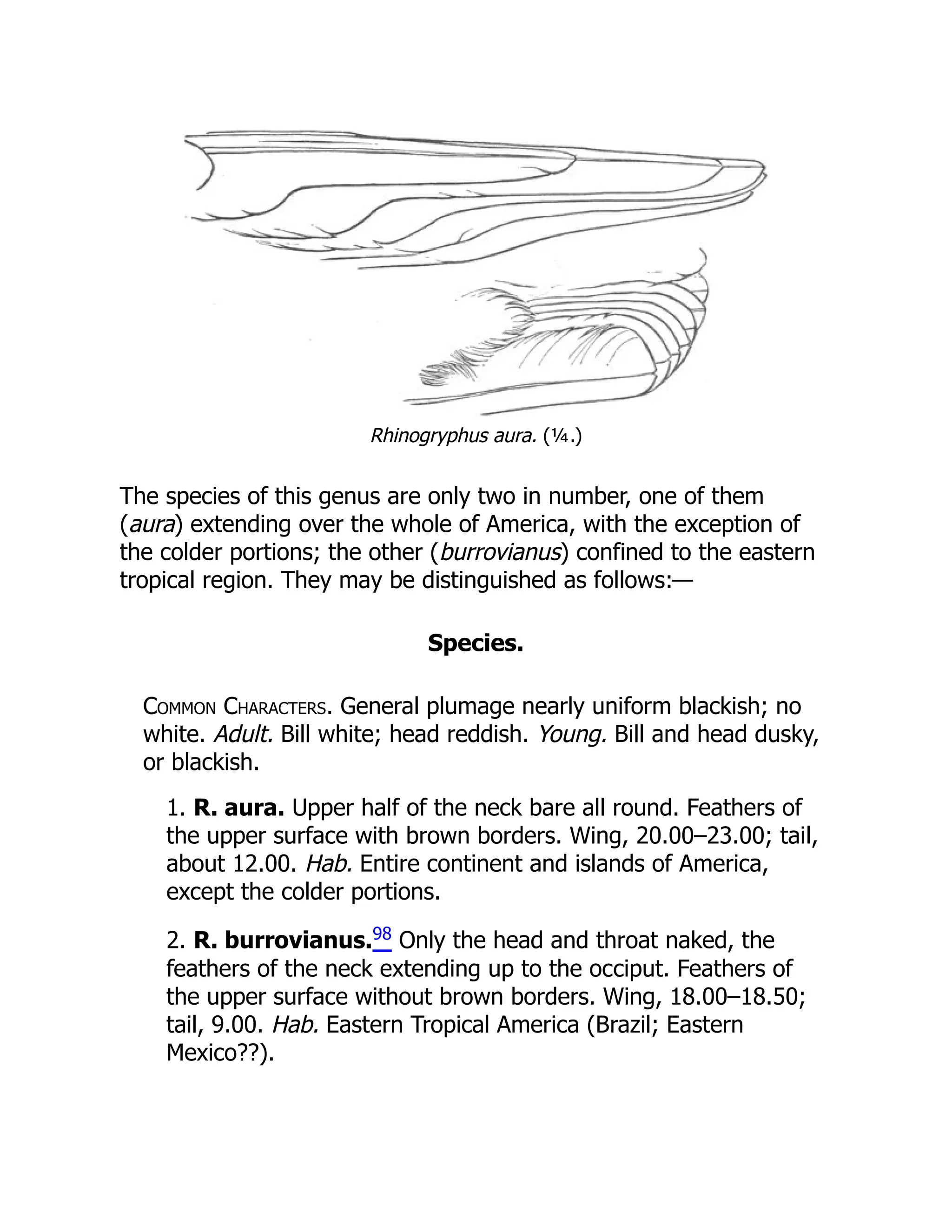 Rhinogryphus aura. (¼.)
The species of this genus are only two in number, one of them
(aura) extending over the whole of America, with the exception of
the colder portions; the other (burrovianus) confined to the eastern
tropical region. They may be distinguished as follows:—
Species.
Common Characters. General plumage nearly uniform blackish; no
white. Adult. Bill white; head reddish. Young. Bill and head dusky,
or blackish.
1. R. aura. Upper half of the neck bare all round. Feathers of
the upper surface with brown borders. Wing, 20.00–23.00; tail,
about 12.00. Hab. Entire continent and islands of America,
except the colder portions.
2. R. burrovianus.98 Only the head and throat naked, the
feathers of the neck extending up to the occiput. Feathers of
the upper surface without brown borders. Wing, 18.00–18.50;
tail, 9.00. Hab. Eastern Tropical America (Brazil; Eastern
Mexico??).
 