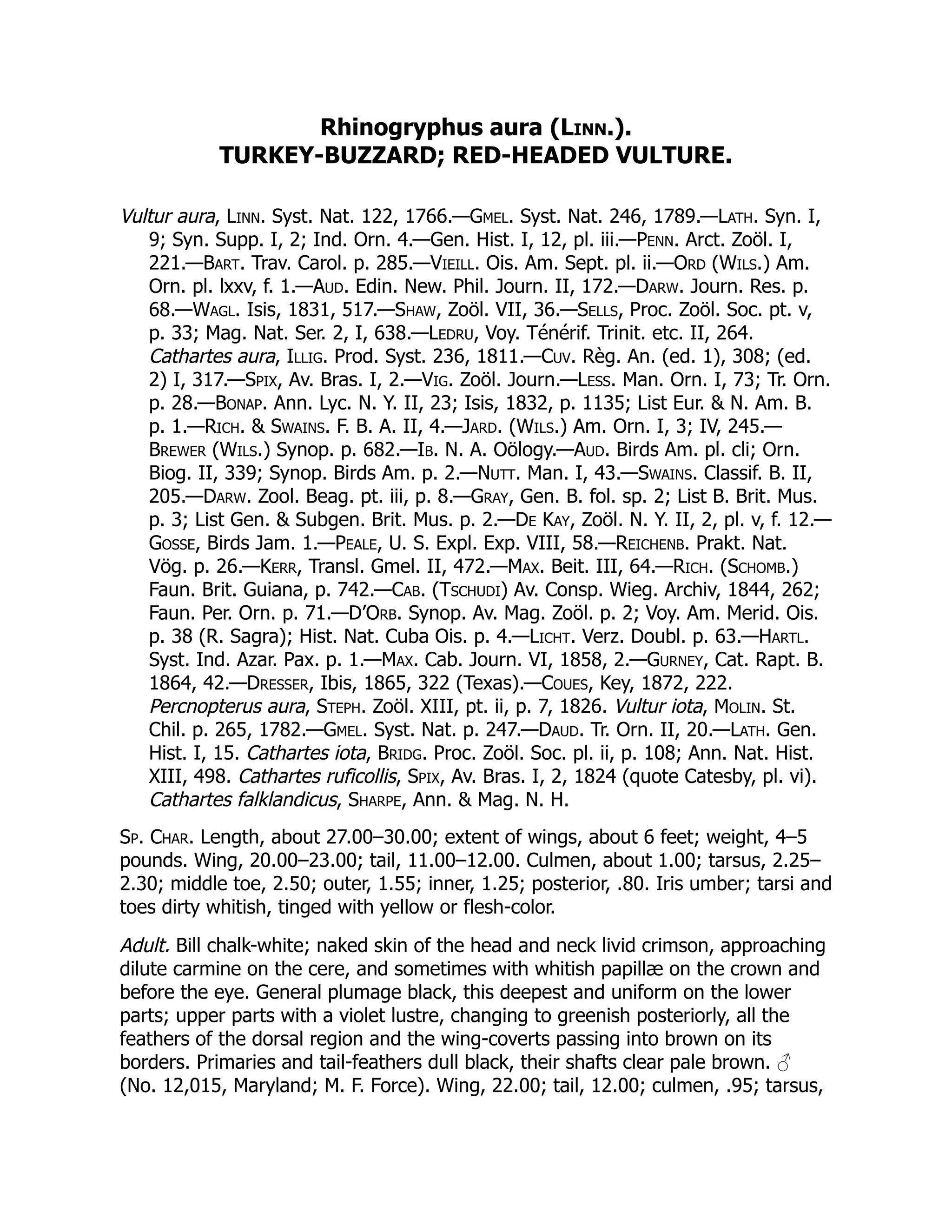 Rhinogryphus aura (Linn.).
TURKEY-BUZZARD; RED-HEADED VULTURE.
Vultur aura, Linn. Syst. Nat. 122, 1766.—Gmel. Syst. Nat. 246, 1789.—Lath. Syn. I,
9; Syn. Supp. I, 2; Ind. Orn. 4.—Gen. Hist. I, 12, pl. iii.—Penn. Arct. Zoöl. I,
221.—Bart. Trav. Carol. p. 285.—Vieill. Ois. Am. Sept. pl. ii.—Ord (Wils.) Am.
Orn. pl. lxxv, f. 1.—Aud. Edin. New. Phil. Journ. II, 172.—Darw. Journ. Res. p.
68.—Wagl. Isis, 1831, 517.—Shaw, Zoöl. VII, 36.—Sells, Proc. Zoöl. Soc. pt. v,
p. 33; Mag. Nat. Ser. 2, I, 638.—Ledru, Voy. Ténérif. Trinit. etc. II, 264.
Cathartes aura, Illig. Prod. Syst. 236, 1811.—Cuv. Règ. An. (ed. 1), 308; (ed.
2) I, 317.—Spix, Av. Bras. I, 2.—Vig. Zoöl. Journ.—Less. Man. Orn. I, 73; Tr. Orn.
p. 28.—Bonap. Ann. Lyc. N. Y. II, 23; Isis, 1832, p. 1135; List Eur. & N. Am. B.
p. 1.—Rich. & Swains. F. B. A. II, 4.—Jard. (Wils.) Am. Orn. I, 3; IV, 245.—
Brewer (Wils.) Synop. p. 682.—Ib. N. A. Oölogy.—Aud. Birds Am. pl. cli; Orn.
Biog. II, 339; Synop. Birds Am. p. 2.—Nutt. Man. I, 43.—Swains. Classif. B. II,
205.—Darw. Zool. Beag. pt. iii, p. 8.—Gray, Gen. B. fol. sp. 2; List B. Brit. Mus.
p. 3; List Gen. & Subgen. Brit. Mus. p. 2.—De Kay, Zoöl. N. Y. II, 2, pl. v, f. 12.—
Gosse, Birds Jam. 1.—Peale, U. S. Expl. Exp. VIII, 58.—Reichenb. Prakt. Nat.
Vög. p. 26.—Kerr, Transl. Gmel. II, 472.—Max. Beit. III, 64.—Rich. (Schomb.)
Faun. Brit. Guiana, p. 742.—Cab. (Tschudi) Av. Consp. Wieg. Archiv, 1844, 262;
Faun. Per. Orn. p. 71.—D’Orb. Synop. Av. Mag. Zoöl. p. 2; Voy. Am. Merid. Ois.
p. 38 (R. Sagra); Hist. Nat. Cuba Ois. p. 4.—Licht. Verz. Doubl. p. 63.—Hartl.
Syst. Ind. Azar. Pax. p. 1.—Max. Cab. Journ. VI, 1858, 2.—Gurney, Cat. Rapt. B.
1864, 42.—Dresser, Ibis, 1865, 322 (Texas).—Coues, Key, 1872, 222.
Percnopterus aura, Steph. Zoöl. XIII, pt. ii, p. 7, 1826. Vultur iota, Molin. St.
Chil. p. 265, 1782.—Gmel. Syst. Nat. p. 247.—Daud. Tr. Orn. II, 20.—Lath. Gen.
Hist. I, 15. Cathartes iota, Bridg. Proc. Zoöl. Soc. pl. ii, p. 108; Ann. Nat. Hist.
XIII, 498. Cathartes ruficollis, Spix, Av. Bras. I, 2, 1824 (quote Catesby, pl. vi).
Cathartes falklandicus, Sharpe, Ann. & Mag. N. H.
Sp. Char. Length, about 27.00–30.00; extent of wings, about 6 feet; weight, 4–5
pounds. Wing, 20.00–23.00; tail, 11.00–12.00. Culmen, about 1.00; tarsus, 2.25–
2.30; middle toe, 2.50; outer, 1.55; inner, 1.25; posterior, .80. Iris umber; tarsi and
toes dirty whitish, tinged with yellow or flesh-color.
Adult. Bill chalk-white; naked skin of the head and neck livid crimson, approaching
dilute carmine on the cere, and sometimes with whitish papillæ on the crown and
before the eye. General plumage black, this deepest and uniform on the lower
parts; upper parts with a violet lustre, changing to greenish posteriorly, all the
feathers of the dorsal region and the wing-coverts passing into brown on its
borders. Primaries and tail-feathers dull black, their shafts clear pale brown. ♂
(No. 12,015, Maryland; M. F. Force). Wing, 22.00; tail, 12.00; culmen, .95; tarsus,
 