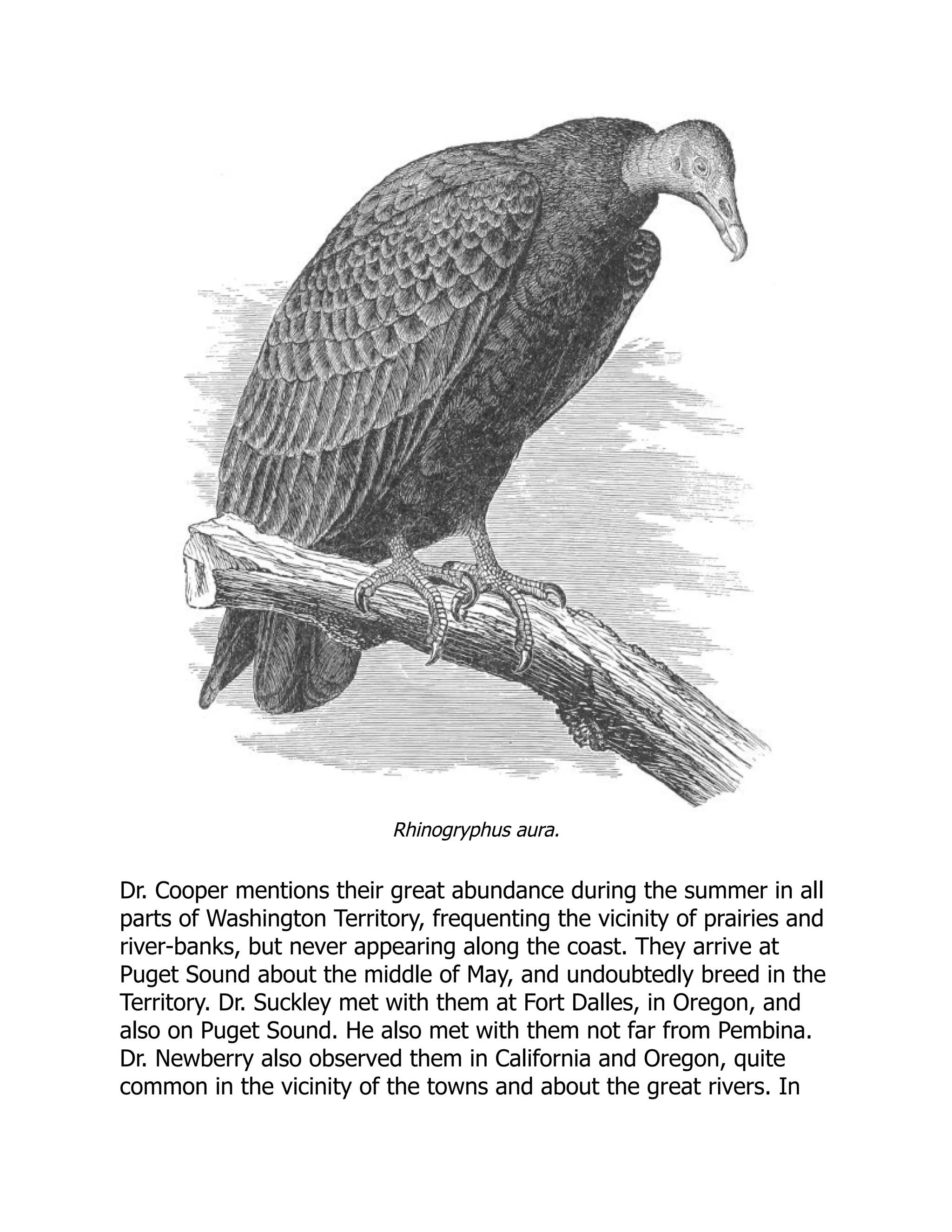Rhinogryphus aura.
Dr. Cooper mentions their great abundance during the summer in all
parts of Washington Territory, frequenting the vicinity of prairies and
river-banks, but never appearing along the coast. They arrive at
Puget Sound about the middle of May, and undoubtedly breed in the
Territory. Dr. Suckley met with them at Fort Dalles, in Oregon, and
also on Puget Sound. He also met with them not far from Pembina.
Dr. Newberry also observed them in California and Oregon, quite
common in the vicinity of the towns and about the great rivers. In
 
