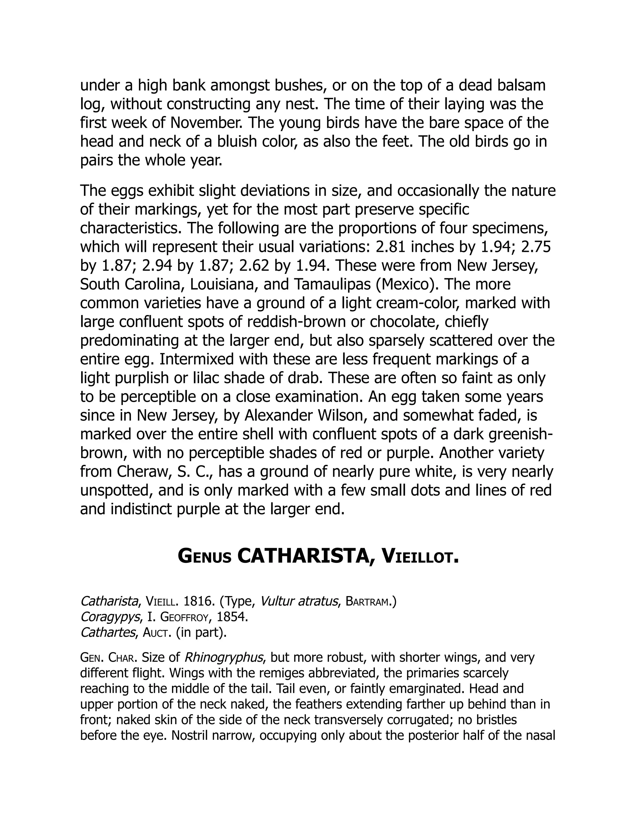 under a high bank amongst bushes, or on the top of a dead balsam
log, without constructing any nest. The time of their laying was the
first week of November. The young birds have the bare space of the
head and neck of a bluish color, as also the feet. The old birds go in
pairs the whole year.
The eggs exhibit slight deviations in size, and occasionally the nature
of their markings, yet for the most part preserve specific
characteristics. The following are the proportions of four specimens,
which will represent their usual variations: 2.81 inches by 1.94; 2.75
by 1.87; 2.94 by 1.87; 2.62 by 1.94. These were from New Jersey,
South Carolina, Louisiana, and Tamaulipas (Mexico). The more
common varieties have a ground of a light cream-color, marked with
large confluent spots of reddish-brown or chocolate, chiefly
predominating at the larger end, but also sparsely scattered over the
entire egg. Intermixed with these are less frequent markings of a
light purplish or lilac shade of drab. These are often so faint as only
to be perceptible on a close examination. An egg taken some years
since in New Jersey, by Alexander Wilson, and somewhat faded, is
marked over the entire shell with confluent spots of a dark greenish-
brown, with no perceptible shades of red or purple. Another variety
from Cheraw, S. C., has a ground of nearly pure white, is very nearly
unspotted, and is only marked with a few small dots and lines of red
and indistinct purple at the larger end.
Genus CATHARISTA, Vieillot.
Catharista, Vieill. 1816. (Type, Vultur atratus, Bartram.)
Coragypys, I. Geoffroy, 1854.
Cathartes, Auct. (in part).
Gen. Char. Size of Rhinogryphus, but more robust, with shorter wings, and very
different flight. Wings with the remiges abbreviated, the primaries scarcely
reaching to the middle of the tail. Tail even, or faintly emarginated. Head and
upper portion of the neck naked, the feathers extending farther up behind than in
front; naked skin of the side of the neck transversely corrugated; no bristles
before the eye. Nostril narrow, occupying only about the posterior half of the nasal
 