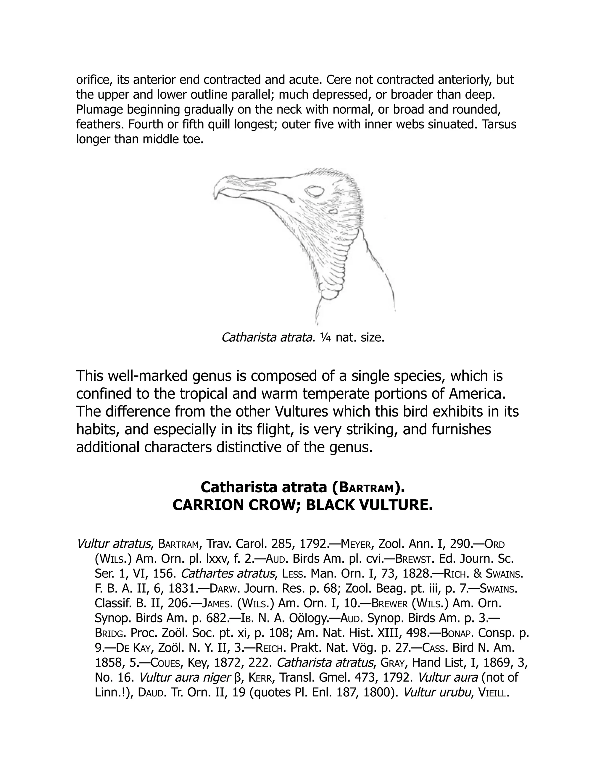 orifice, its anterior end contracted and acute. Cere not contracted anteriorly, but
the upper and lower outline parallel; much depressed, or broader than deep.
Plumage beginning gradually on the neck with normal, or broad and rounded,
feathers. Fourth or fifth quill longest; outer five with inner webs sinuated. Tarsus
longer than middle toe.
Catharista atrata. ¼ nat. size.
This well-marked genus is composed of a single species, which is
confined to the tropical and warm temperate portions of America.
The difference from the other Vultures which this bird exhibits in its
habits, and especially in its flight, is very striking, and furnishes
additional characters distinctive of the genus.
Catharista atrata (Bartram).
CARRION CROW; BLACK VULTURE.
Vultur atratus, Bartram, Trav. Carol. 285, 1792.—Meyer, Zool. Ann. I, 290.—Ord
(Wils.) Am. Orn. pl. lxxv, f. 2.—Aud. Birds Am. pl. cvi.—Brewst. Ed. Journ. Sc.
Ser. 1, VI, 156. Cathartes atratus, Less. Man. Orn. I, 73, 1828.—Rich. & Swains.
F. B. A. II, 6, 1831.—Darw. Journ. Res. p. 68; Zool. Beag. pt. iii, p. 7.—Swains.
Classif. B. II, 206.—James. (Wils.) Am. Orn. I, 10.—Brewer (Wils.) Am. Orn.
Synop. Birds Am. p. 682.—Ib. N. A. Oölogy.—Aud. Synop. Birds Am. p. 3.—
Bridg. Proc. Zoöl. Soc. pt. xi, p. 108; Am. Nat. Hist. XIII, 498.—Bonap. Consp. p.
9.—De Kay, Zoöl. N. Y. II, 3.—Reich. Prakt. Nat. Vög. p. 27.—Cass. Bird N. Am.
1858, 5.—Coues, Key, 1872, 222. Catharista atratus, Gray, Hand List, I, 1869, 3,
No. 16. Vultur aura niger β, Kerr, Transl. Gmel. 473, 1792. Vultur aura (not of
Linn.!), Daud. Tr. Orn. II, 19 (quotes Pl. Enl. 187, 1800). Vultur urubu, Vieill.
 