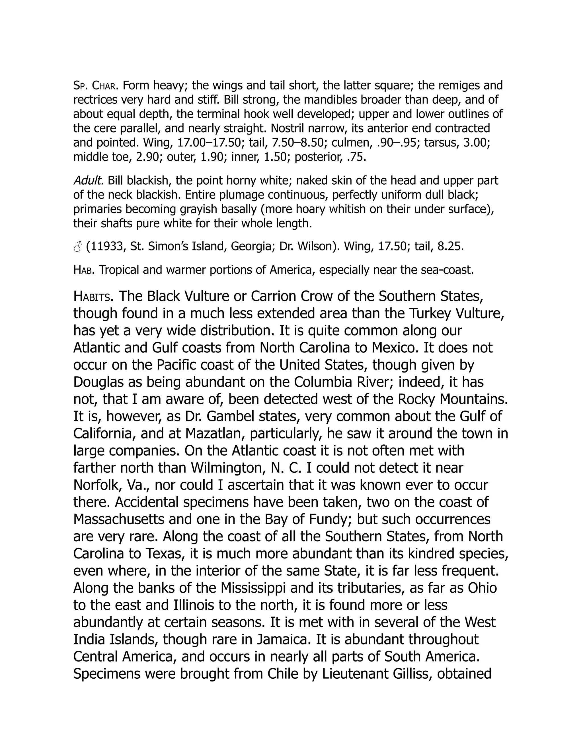 Sp. Char. Form heavy; the wings and tail short, the latter square; the remiges and
rectrices very hard and stiff. Bill strong, the mandibles broader than deep, and of
about equal depth, the terminal hook well developed; upper and lower outlines of
the cere parallel, and nearly straight. Nostril narrow, its anterior end contracted
and pointed. Wing, 17.00–17.50; tail, 7.50–8.50; culmen, .90–.95; tarsus, 3.00;
middle toe, 2.90; outer, 1.90; inner, 1.50; posterior, .75.
Adult. Bill blackish, the point horny white; naked skin of the head and upper part
of the neck blackish. Entire plumage continuous, perfectly uniform dull black;
primaries becoming grayish basally (more hoary whitish on their under surface),
their shafts pure white for their whole length.
♂ (11933, St. Simon’s Island, Georgia; Dr. Wilson). Wing, 17.50; tail, 8.25.
Hab. Tropical and warmer portions of America, especially near the sea-coast.
Habits. The Black Vulture or Carrion Crow of the Southern States,
though found in a much less extended area than the Turkey Vulture,
has yet a very wide distribution. It is quite common along our
Atlantic and Gulf coasts from North Carolina to Mexico. It does not
occur on the Pacific coast of the United States, though given by
Douglas as being abundant on the Columbia River; indeed, it has
not, that I am aware of, been detected west of the Rocky Mountains.
It is, however, as Dr. Gambel states, very common about the Gulf of
California, and at Mazatlan, particularly, he saw it around the town in
large companies. On the Atlantic coast it is not often met with
farther north than Wilmington, N. C. I could not detect it near
Norfolk, Va., nor could I ascertain that it was known ever to occur
there. Accidental specimens have been taken, two on the coast of
Massachusetts and one in the Bay of Fundy; but such occurrences
are very rare. Along the coast of all the Southern States, from North
Carolina to Texas, it is much more abundant than its kindred species,
even where, in the interior of the same State, it is far less frequent.
Along the banks of the Mississippi and its tributaries, as far as Ohio
to the east and Illinois to the north, it is found more or less
abundantly at certain seasons. It is met with in several of the West
India Islands, though rare in Jamaica. It is abundant throughout
Central America, and occurs in nearly all parts of South America.
Specimens were brought from Chile by Lieutenant Gilliss, obtained
 
