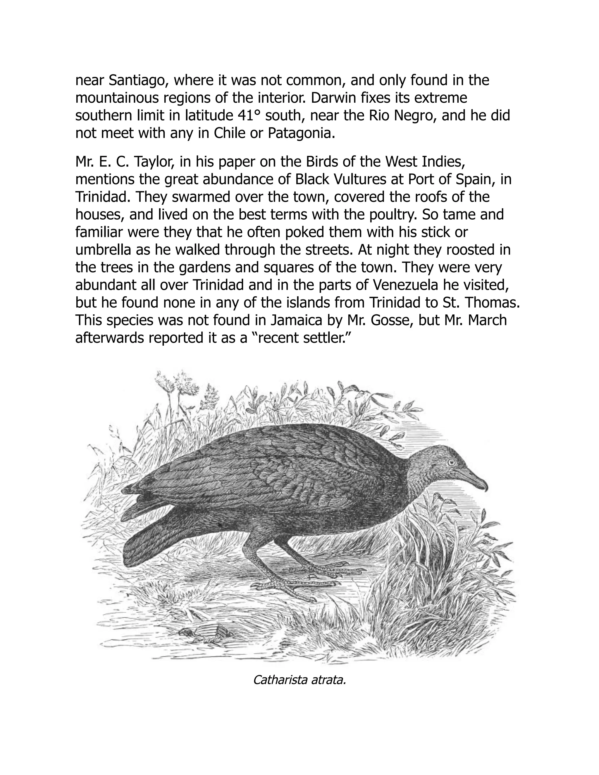 near Santiago, where it was not common, and only found in the
mountainous regions of the interior. Darwin fixes its extreme
southern limit in latitude 41° south, near the Rio Negro, and he did
not meet with any in Chile or Patagonia.
Mr. E. C. Taylor, in his paper on the Birds of the West Indies,
mentions the great abundance of Black Vultures at Port of Spain, in
Trinidad. They swarmed over the town, covered the roofs of the
houses, and lived on the best terms with the poultry. So tame and
familiar were they that he often poked them with his stick or
umbrella as he walked through the streets. At night they roosted in
the trees in the gardens and squares of the town. They were very
abundant all over Trinidad and in the parts of Venezuela he visited,
but he found none in any of the islands from Trinidad to St. Thomas.
This species was not found in Jamaica by Mr. Gosse, but Mr. March
afterwards reported it as a “recent settler.”
Catharista atrata.
 