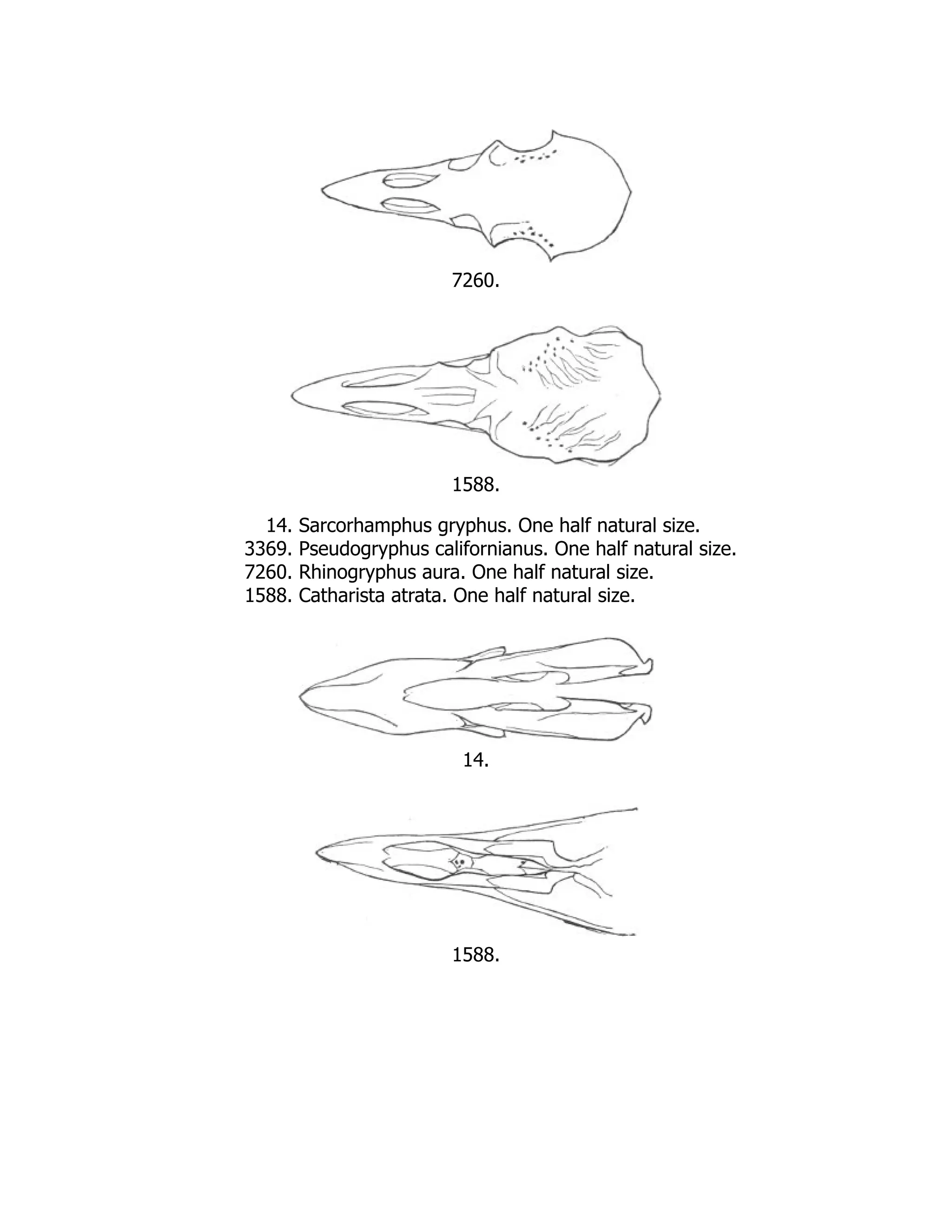 7260.
1588.
14. Sarcorhamphus gryphus. One half natural size.
3369. Pseudogryphus californianus. One half natural size.
7260. Rhinogryphus aura. One half natural size.
1588. Catharista atrata. One half natural size.
14.
1588.
 
