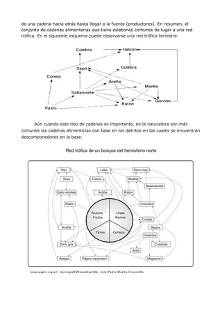 de una cadena hacia atrás hasta llegar a la fuente (productores). En resumen, el
conjunto de cadenas alimentarias que tiene eslabones comunes da lugar a una red
trófica. En el siguiente esquema puede observarse una red trófica terrestre.




      Aún cuando este tipo de cadenas es importante, en la naturaleza son más
comunes las cadenas alimenticias con base en los detritos en las cuales se encuentran
descomponedores en la base.


                     Red trófica de un bosque del hemisferio norte
 