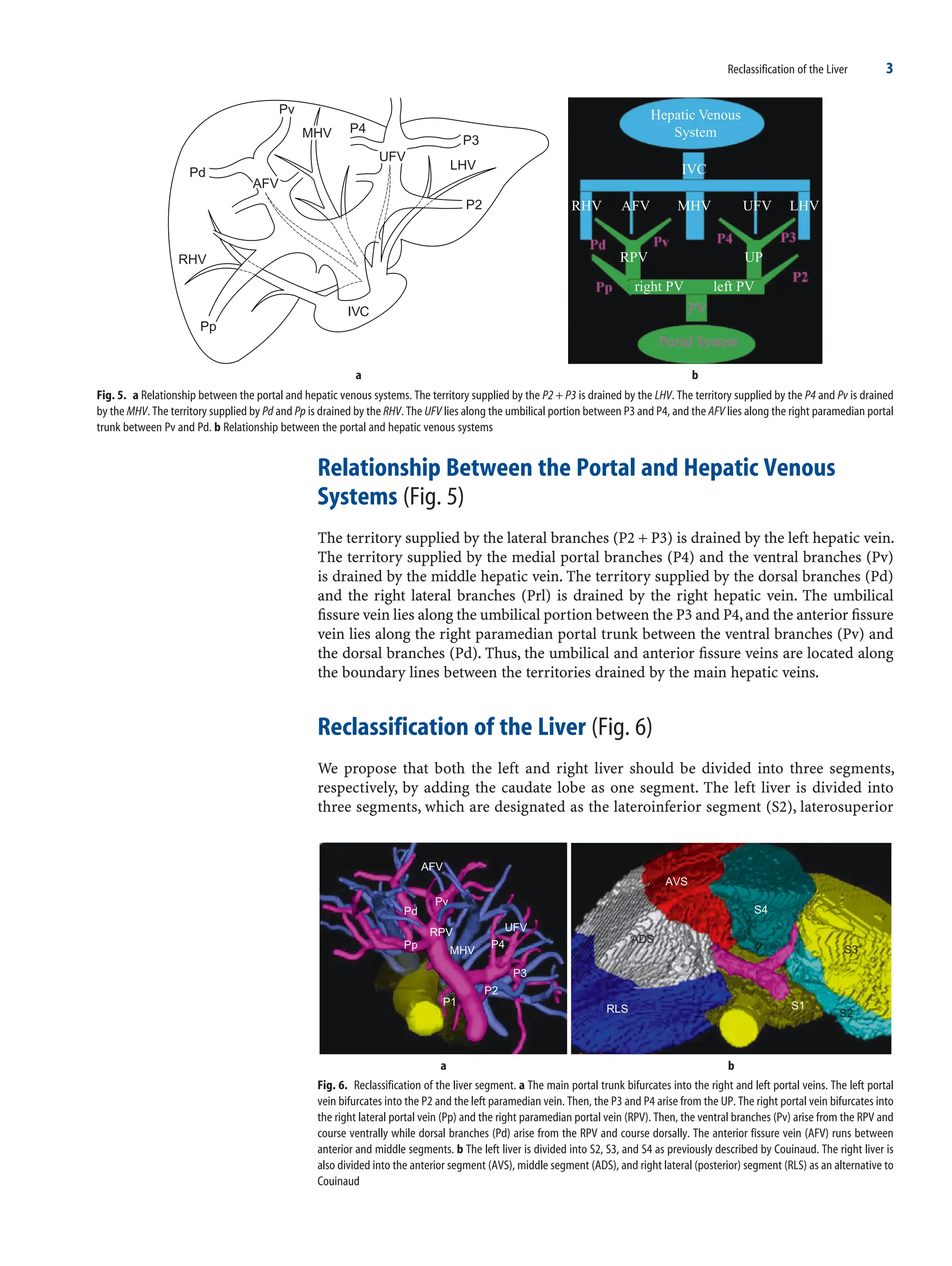 New Liver Anatomy Portal Segmentation And The Drainage Vein 2009th