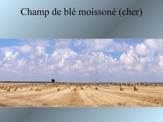 Champ de blé moissoné (cher) 