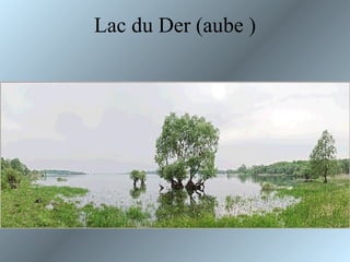Lac du Der (aube ) 