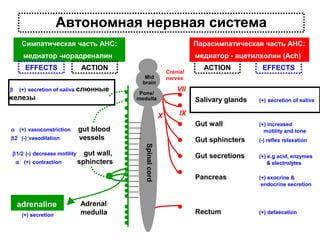 Автономная нервная система
Симпатическая часть АНС:

Парасимпатическая часть АНС:

медиатор -норадреналин

медиатор - ацетилхолин (Ach)

EFFECTS
β

ACTION

(+) secretion of saliva слюнные

железы

Cranial
nerves

Mid
brain

β2 (-) vasodilation

Salivary glands

α (+) contraction

adrenaline
(+) secretion

gut wall,
sphincters

Adrenal
medulla

(+) secretion of saliva

Gut wall

gut blood
vessels
Spinal cord

β1/2 (-) decrease motility

EFFECTS

VII

Pons/
medulla

X
α (+) vasoconstriction

ACTION

(+) increased
motility and tone

Gut sphincters

(-) reflex relaxation

Gut secretions

(+) e.g acid, enzymes
& electrolytes

Pancreas

(+) exocrine &
endocrine secretion

Rectum

(+) defaecation

IX

 
