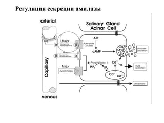 Регуляция секреции амилазы

 