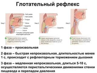 Глотательный рефлекс

1 фаза – произвольная
2 фаза – быстрая непроизвольная, длительностью менее
1 с, происходит с рефлекторным торможением дыхания
Figure 21-13: The swallowing reflex

3 фаза – медленная непроизвольная, длиться 5-10 с,
осуществляется перистальтическими движениями стенки
пищевода и перепадом давления

 