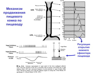 Механизм
продвижения
пищевого
комка по
пищеводу

UES

(in primates)

LES, L

Vagal Inhibitory
Fibers
Vagal Excitatory
Fibers
Pressure
in LES

Регуляция
открытия
нижнего
сфинктора
пищевода

 
