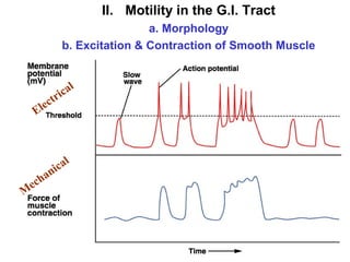 II. Motility in the G.I. Tract
a. Morphology
b. Excitation & Contraction of Smooth Muscle

e
El

M

h
ec

i ca
ctr

a

i ca
n

l

l

 