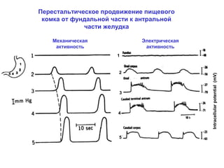 Перестальтическое продвижение пищевого
комка от фундальной части к антральной
части желудка
Механическая
активность

Электрическая
активность

2

3

4

5

Intracellular potential (mV)

1

 