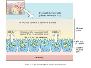 Figure 21-15: The mucus-bicarbonate barrier of the gastric mucosa

 