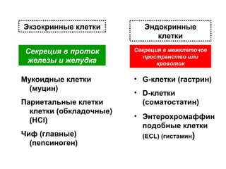 Экзокринные клетки

Эндокринные
клетки

Секреция в проток
железы и желудка

Секреция в межклеточое
пространство или
кровоток

Мукоидные клетки
(муцин)
Париетальные клетки
клетки (обкладочные)
(HCl)
Чиф (главные)
(пепсиноген)

• G-клетки (гастрин)
• D-клетки
(соматостатин)
• Энтерохромаффин
подобные клетки
(ECL) (гистамин)

 