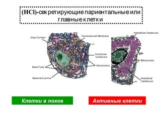 (HCl)-сек ретирующие париентальные или
главные к летк и

Клетки в покое

Активные клетки

 