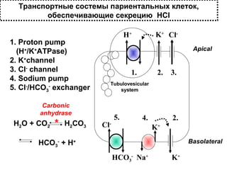 Транспортные состемы париентальных клеток,
обеспечивающие секрецию HCl
1. Proton pump
(H+/K+ATPase)
2. K+channel
3. Cl- channel
4. Sodium pump
5. Cl-/HCO3- exchanger

Apical

1.

*

H2CO3

2.

3.

Tubulovesicular
system

Carbonic
anhydrase

H2O + CO2

K+ Cl-

H+

5.

4.

Cl-

2.
K+
Basolateral

HCO3- + H+
HCO3- Na+

K+

 