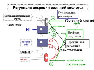 Регуляция секреции соляной кислоты
Энтерохромаффиные
клетки

+

Gland lumen

гистамин

H+
Parietal
cell

Гуморальная
регуляция
Гастрин (G клетки)
Ach

+
+

-

Chief cell
D-cell

Нервная
регуляция
Паракринная
регуляция
соматостатин
noradrenaline,

+

CCK, VIP & CGRP

 