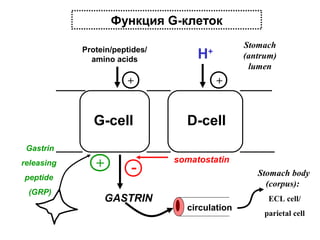 Функция G-клеток
Protein/peptides/
amino acids

+

G-cell

Stomach
(antrum)
lumen

H+
+

D-cell

Gastrin
releasing
peptide
(GRP)

+

GASTRIN

somatostatin
Stomach body
(corpus):
circulation

ECL cell/
parietal cell

 