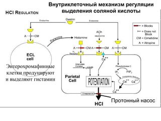 Внутриклеточный механизм регуляции
выделения соляной кислоты

Энтерохромафинные
клетки продуцируют
и выделяют гистамин

Протонный насос

 
