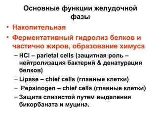 Основные функции желудочной
фазы
• Накопительная
• Ферментативный гидролиз белков и
частично жиров, образование химуса
– HCl – parietal cells (защитная роль –
нейтролизация бактерий & денатурация
белков)
– Lipase – chief cells (главные клетки)
– Pepsinogen – chief cells (главные клетки)
– Защита слизистой путем выделения
бикорбаната и муцина.

 