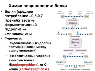 Химия пищеварения: белки
• Белки (среднее
потребление –0,5-0,7
г/день/кг веса →
ферментативный
гидролиз →
аминокислоты
• Ферменты:
– эндопептидазы (гидролиз
пептидной связи между
аминокислотами)

– экзопептидазы (гидролиз
аминокислоты с
N(aminopeptidase), or C конца (carboxypeptidase)

Figure 21-7: Endopeptidases and exopeptidases

 