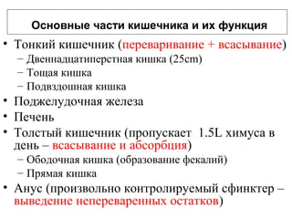 Основные части кишечника и их функция

• Тонкий кишечник (переваривание + всасывание)
– Двеннадцатиперстная кишка (25cm)
– Тощая кишка
– Подвздошная кишка

• Поджелудочная железа
• Печень
• Толстый кишечник (пропускает 1.5L химуса в
день – всасывание и абсорбция)
– Ободочная кишка (образование фекалий)
– Прямая кишка

• Анус (произвольно контролируемый сфинктер –
выведение непереваренных остатков)

 