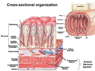 Cross-sectional organization

Mucosa

Enteric
Nervous
System

 