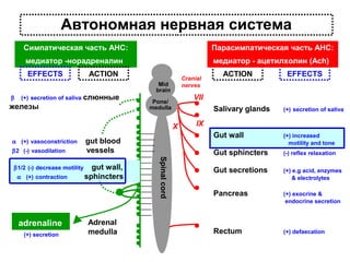 Автономная нервная система
Симпатическая часть АНС:

Парасимпатическая часть АНС:

медиатор -норадреналин

медиатор - ацетилхолин (Ach)

EFFECTS
β

ACTION

(+) secretion of saliva слюнные

железы

Cranial
nerves

Mid
brain

β2 (-) vasodilation

Salivary glands

α (+) contraction

adrenaline
(+) secretion

gut wall,
sphincters

Adrenal
medulla

(+) secretion of saliva

Gut wall

gut blood
vessels
Spinal cord

β1/2 (-) decrease motility

EFFECTS

VII

Pons/
medulla

X
α (+) vasoconstriction

ACTION

(+) increased
motility and tone

Gut sphincters

(-) reflex relaxation

Gut secretions

(+) e.g acid, enzymes
& electrolytes

Pancreas

(+) exocrine &
endocrine secretion

Rectum

(+) defaecation

IX

 