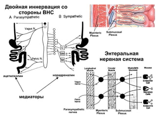 Двойная иннервация со
стороны ВНС

Myenteric
Plexus

Submucosal
Plexus

Энтеральная
нервная система
ацетилхолин

норадреналин

медиаторы
Parasympathetic
nerves

Myenteric
Plexus

Submucosal
Plexus

 